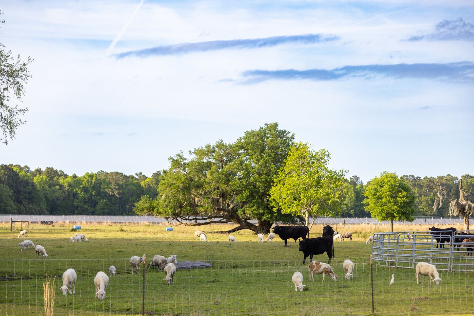 Cattle and sheep graze in a sunny pasture with a large tree and a blue sky.