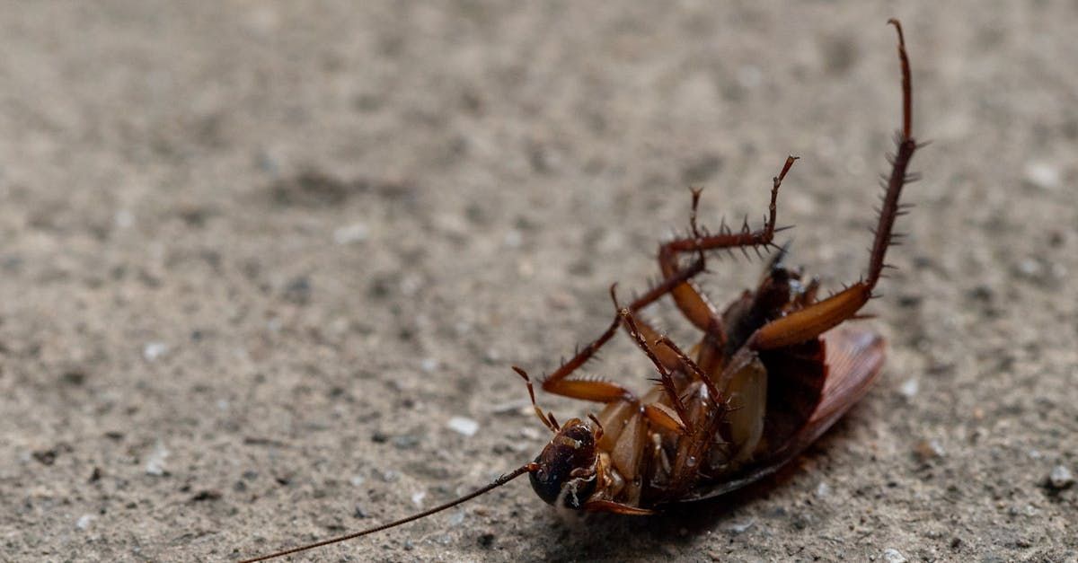 A cockroach is laying on its back on the ground.