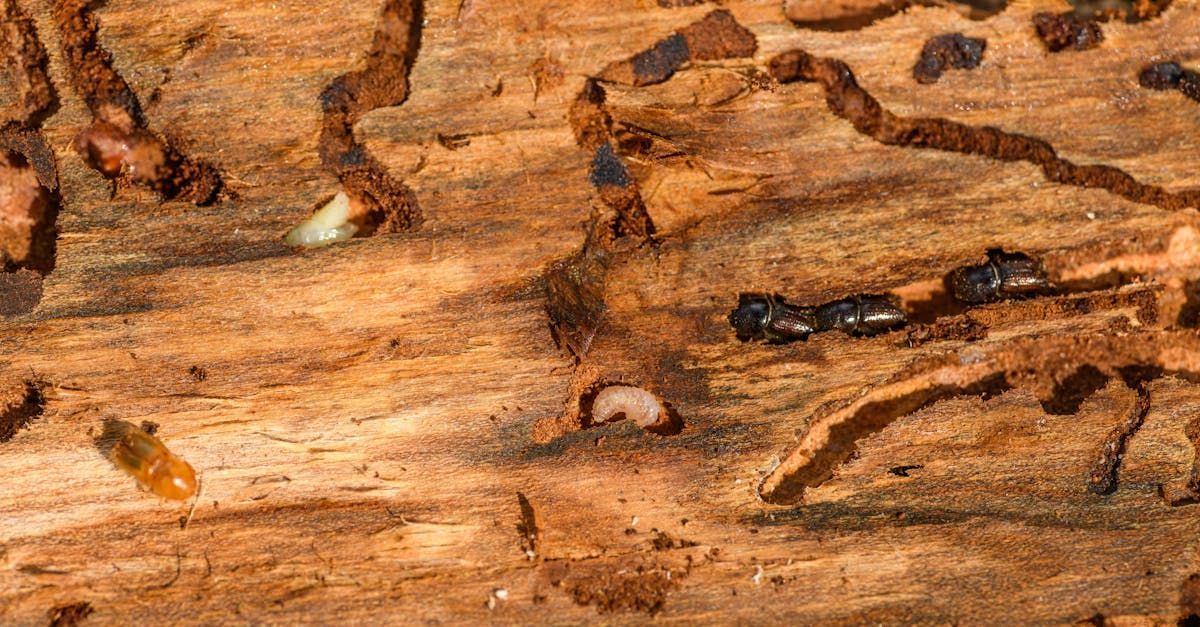 A close up of a piece of wood with bugs on it.