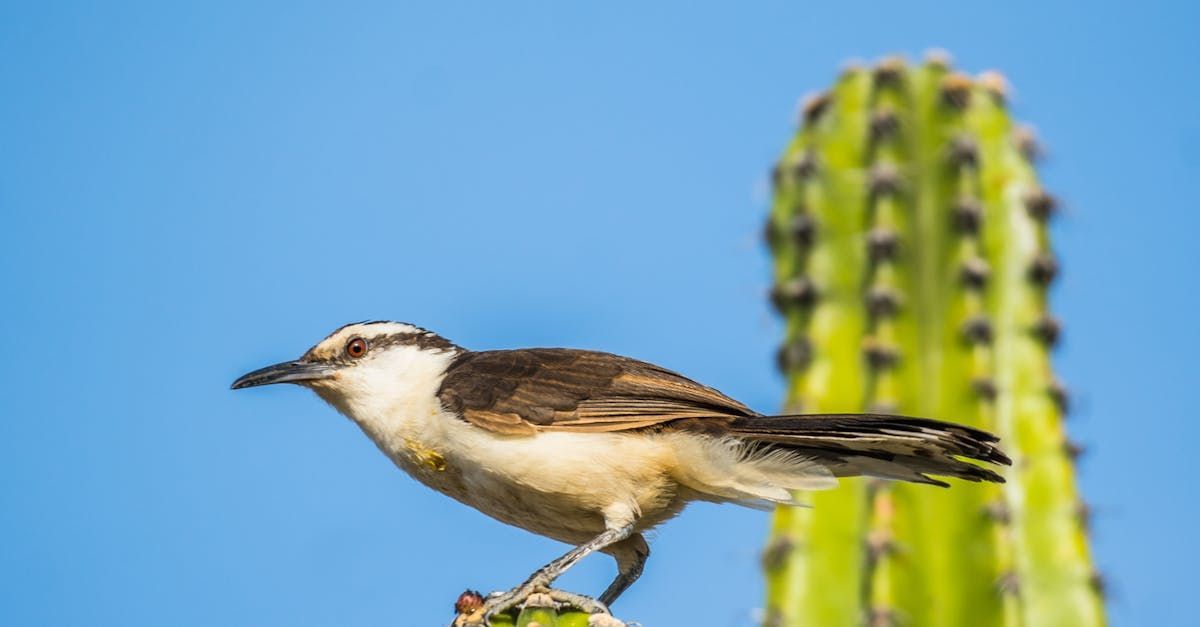 A small bird perched on top of a cactus.