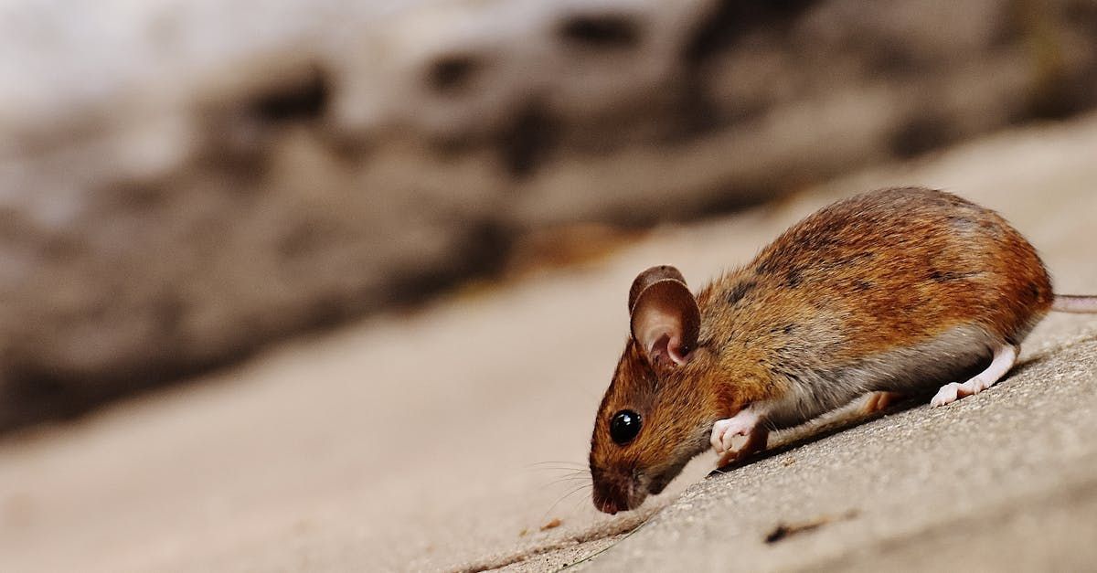 A close up of a mouse walking on the ground.