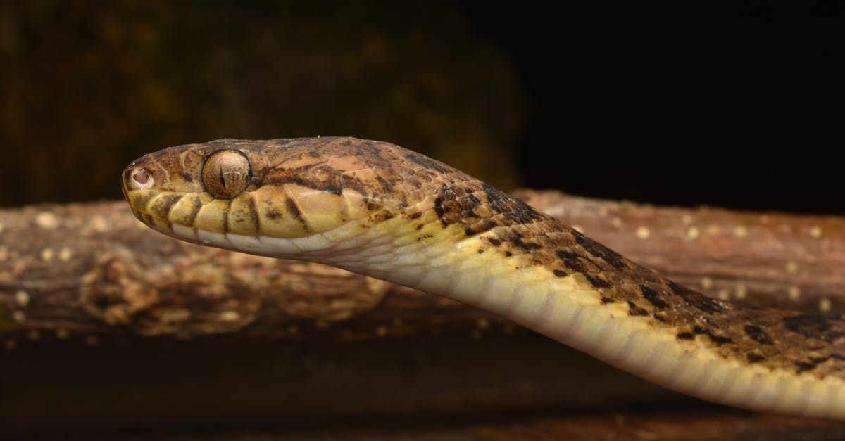 A close up of a snake 's head on a branch.