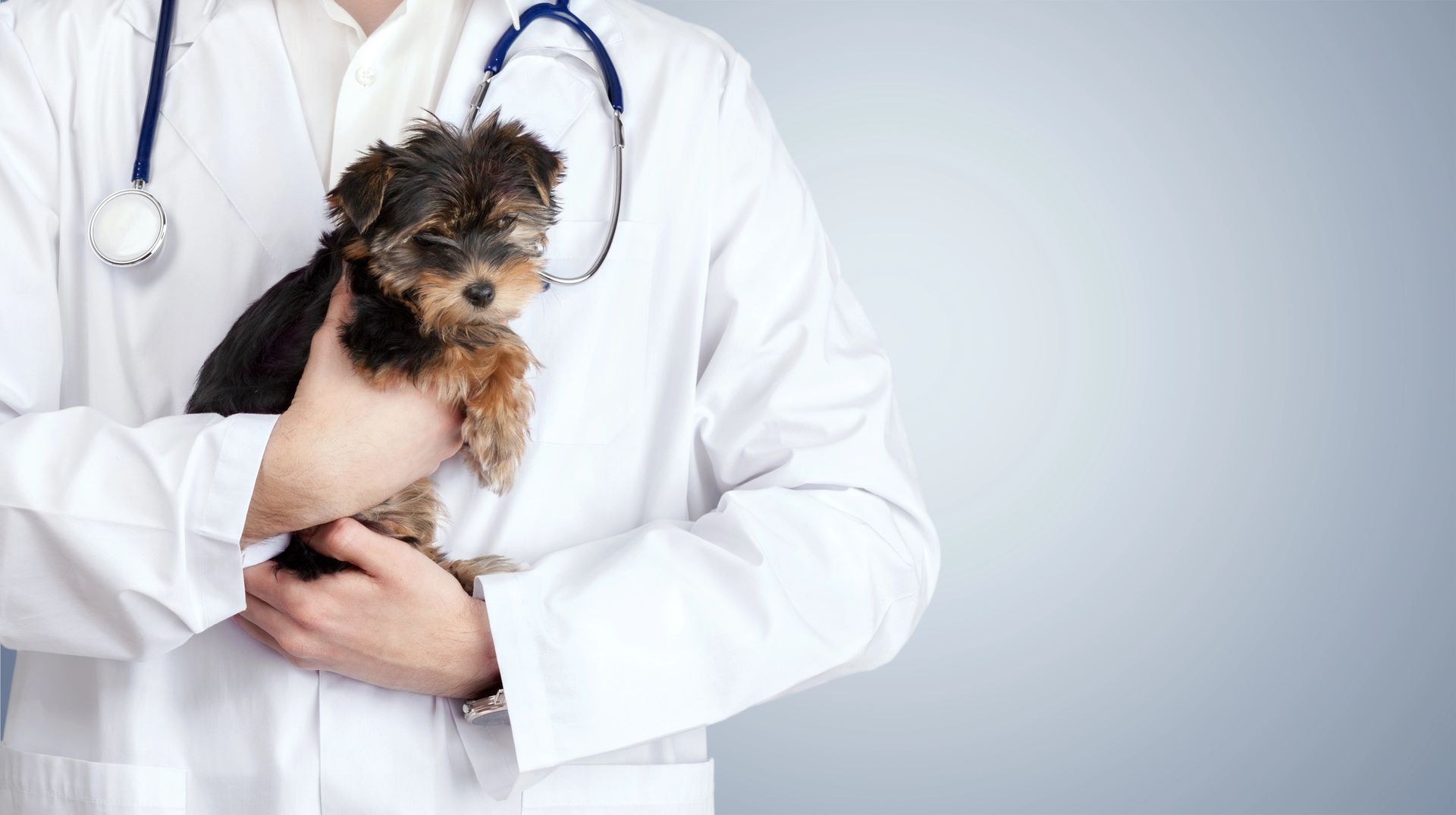 Veterinario sosteniendo un pequeño cachorro de Yorkshire Terrier, con un estetoscopio azul alrededor del cuello.