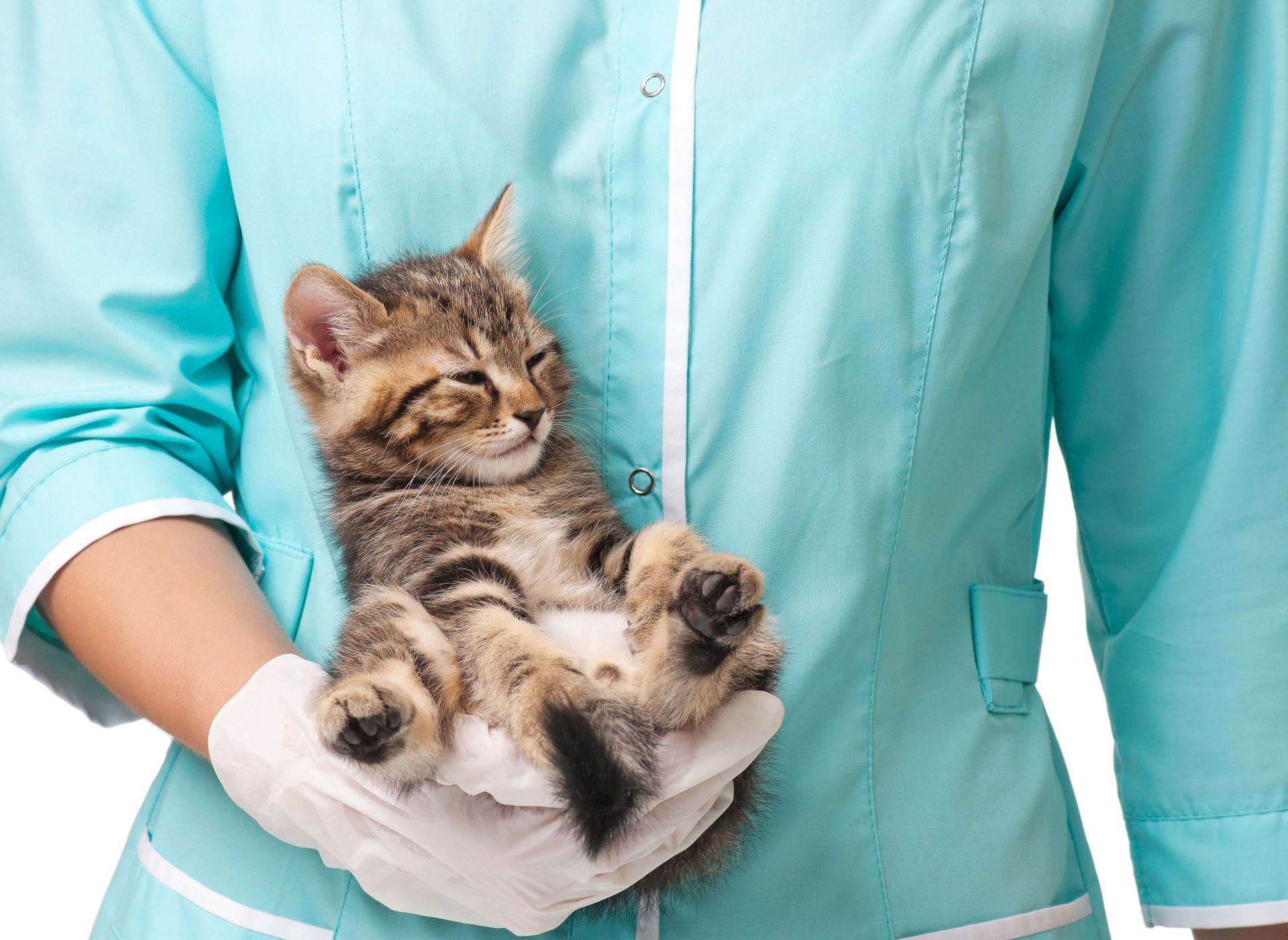 Gatito en manos de un veterinario enguantado, con uniforme médico azul claro. Está relajado con los ojos cerrados.