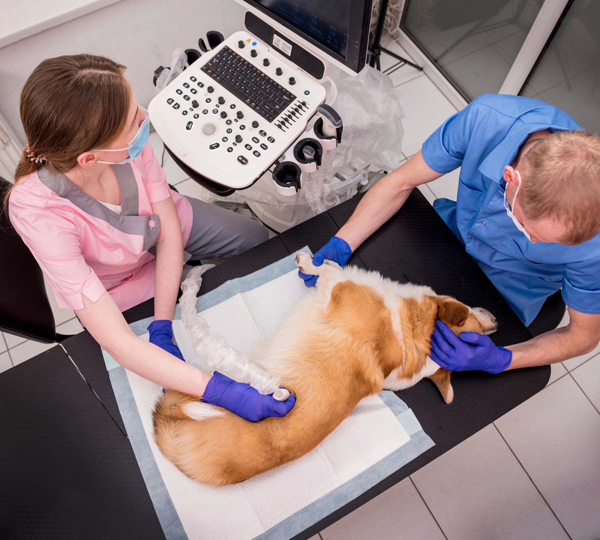 Veterinarios realizando una ecografía a un perro, utilizando equipo en un entorno clínico.