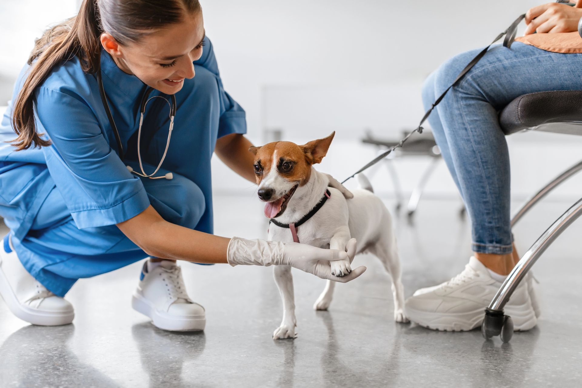 Veterinario examinando la pata de un perro pequeño. El perro es blanco y marrón; el veterinario lleva bata y guantes azules.