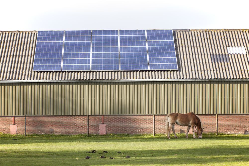 A horse is grazing in front of a barn with solar panels on the roof.