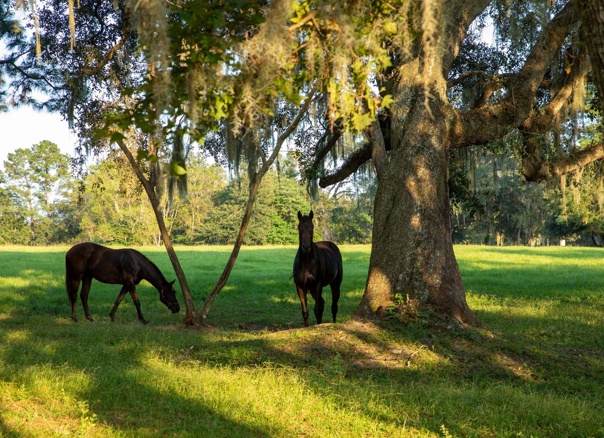 Two horses are grazing under a tree in a field.