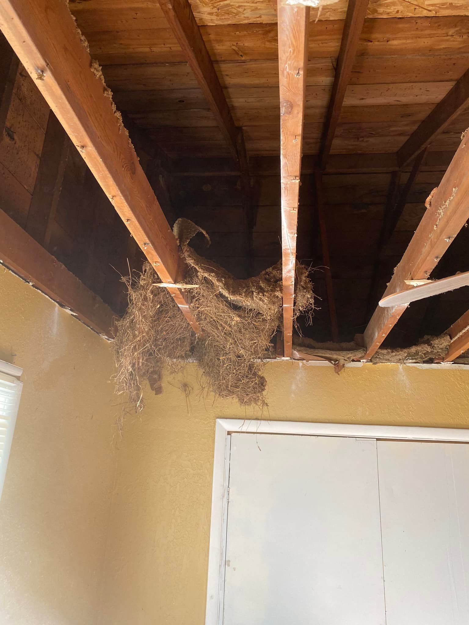 There is a nest in the ceiling of a house.