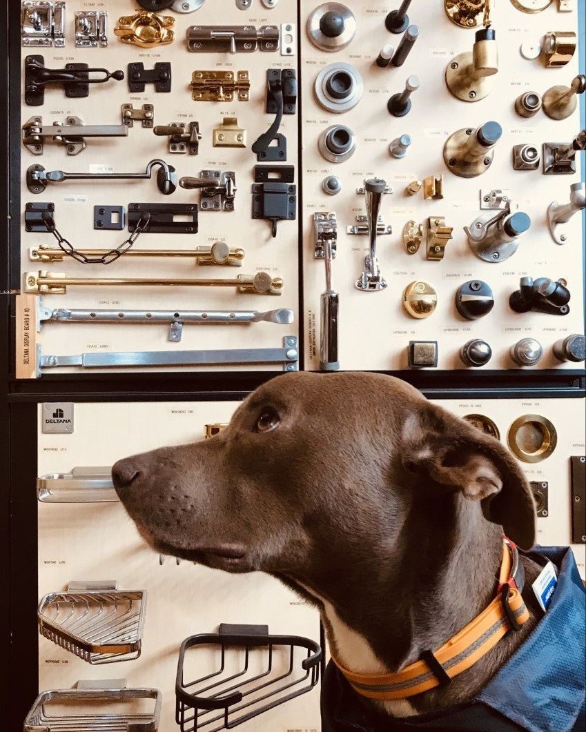 Dog wearing orange collar in front of a display of hardware.