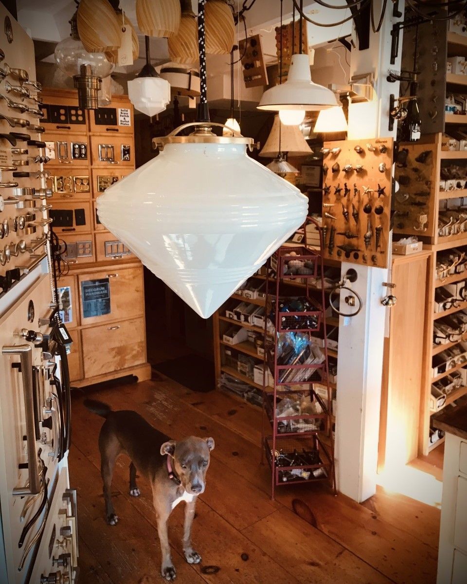 A dog stands in a shop filled with antique light fixtures and hardware. Wooden floors and shelves.