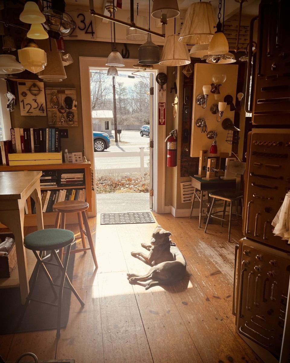 Dogs sunbathing inside a cluttered antique shop doorway, sunlight streaming in.