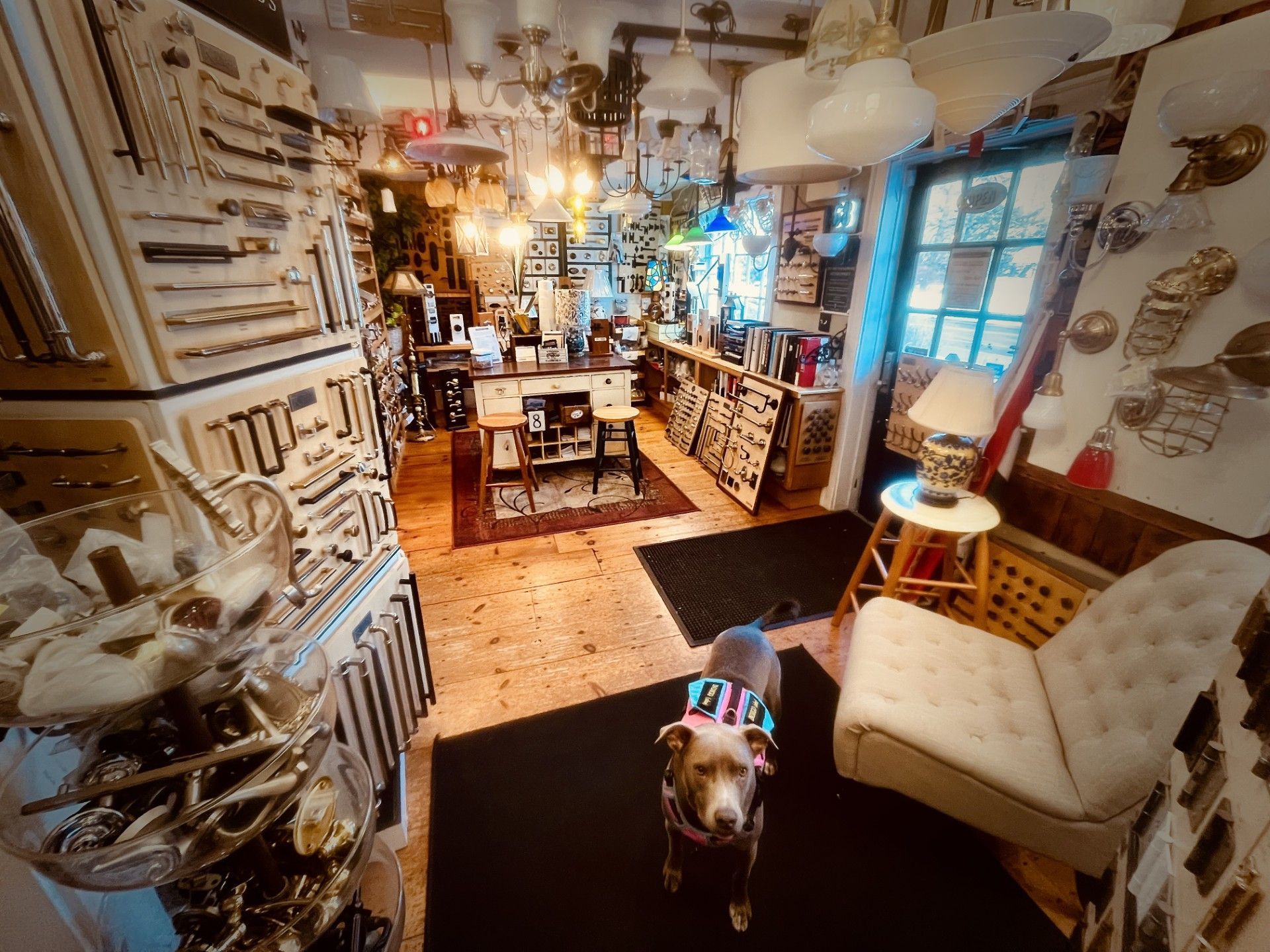 Dog in a cluttered antique store, surrounded by lamps and hardware, standing on a black rug.
