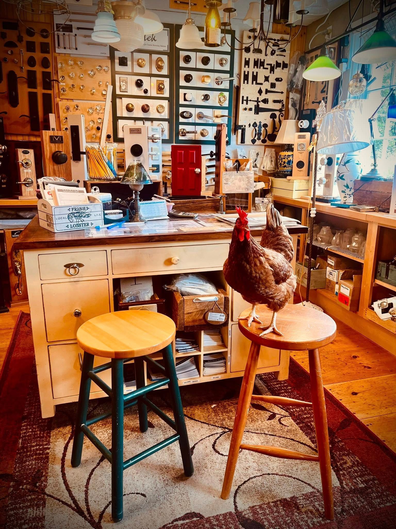 Chicken perched on a stool in a shop, with a workbench and shelves filled with objects.