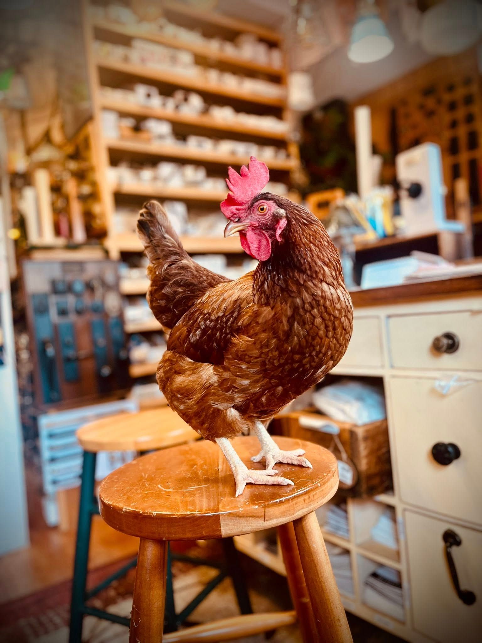 Brown chicken standing on a wooden stool in a shop with shelves and drawers.
