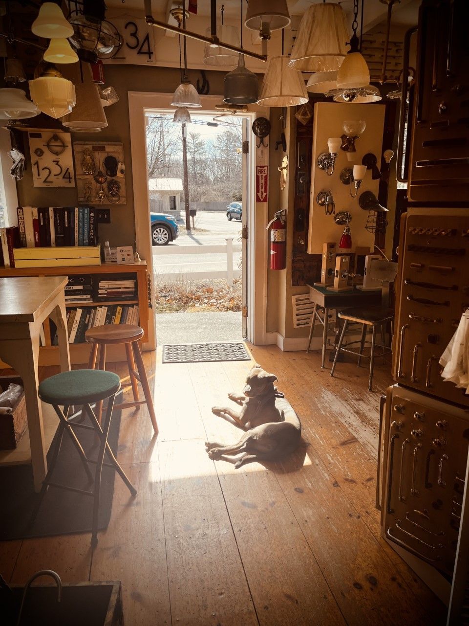 Two dogs rest inside a shop doorway; sunlight streams in. Wooden floors, lamps, and furniture.
