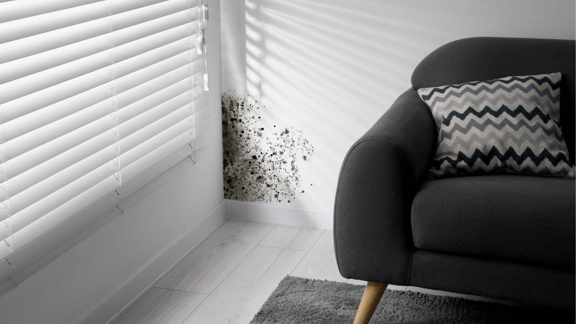 Mold on the wall, mold removal