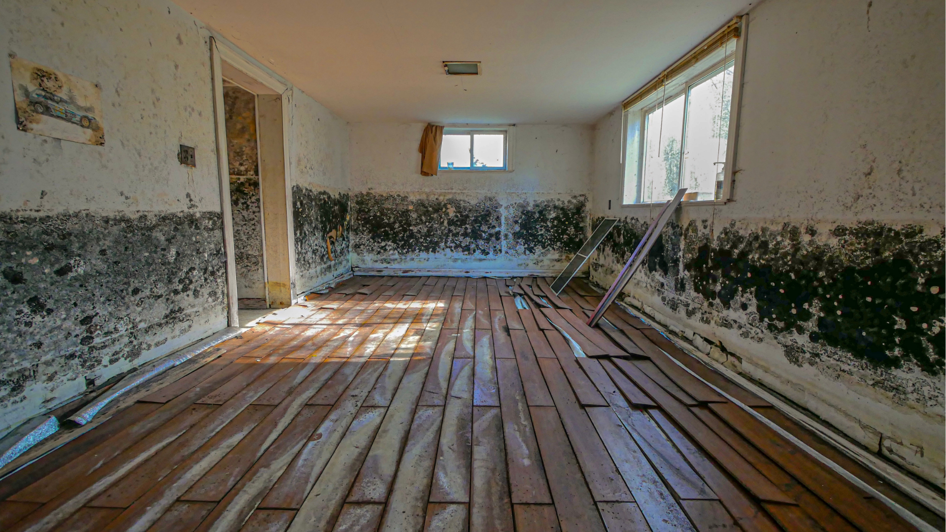 Mold on the walls in a room