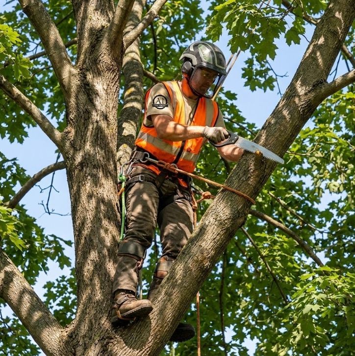 Spokane arborist trimming trees