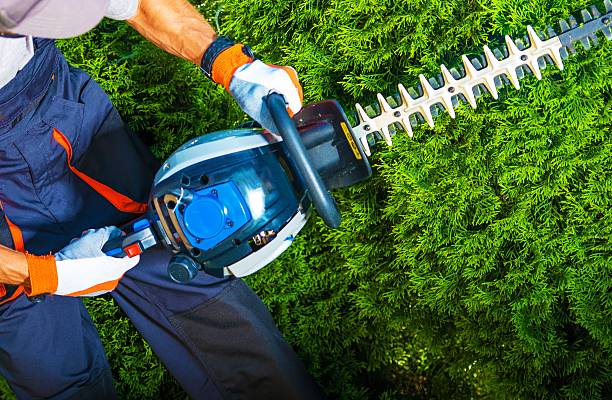 Arborist in Spokane Washington