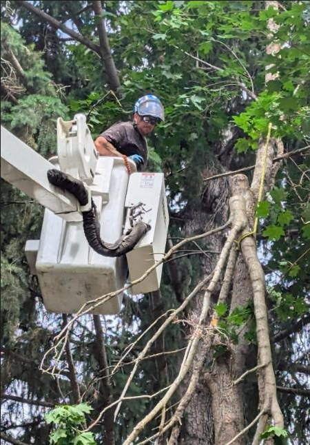 Arborist tree service Spokane in crane