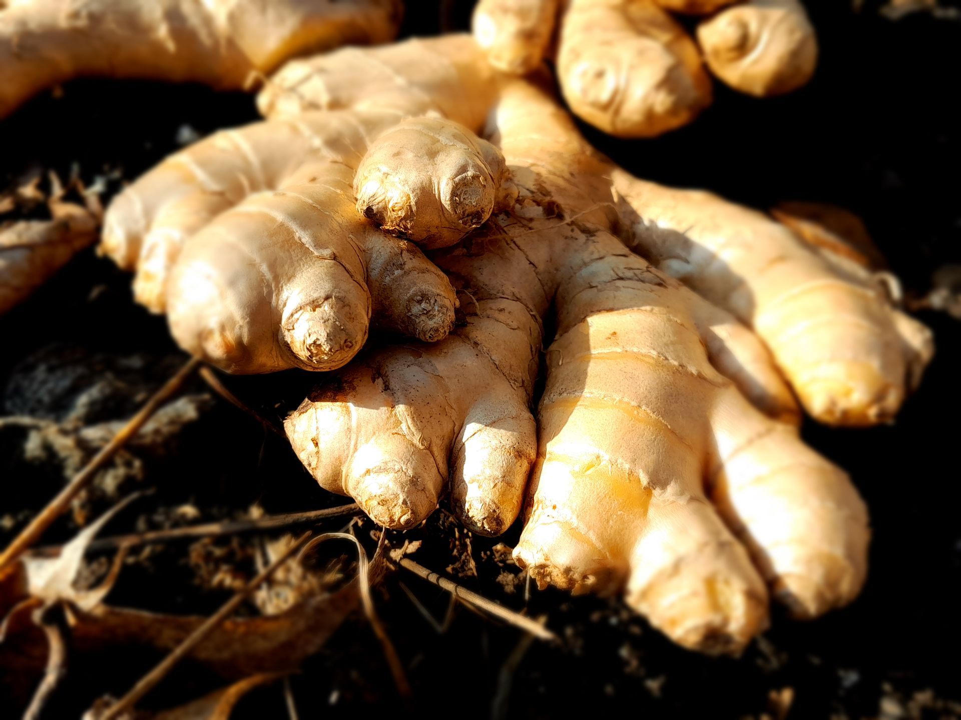 Un gros plan d'une racine de gingembre posée sur un tas de rochers.