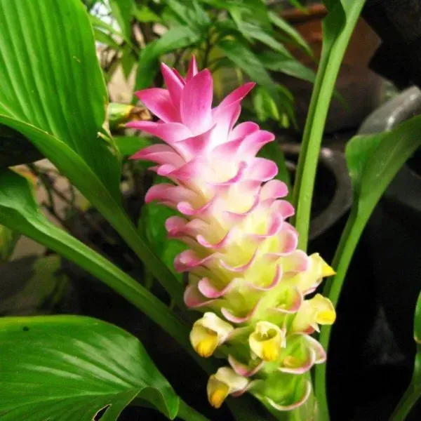 Une plante à fleurs roses et jaunes et à feuilles vertes