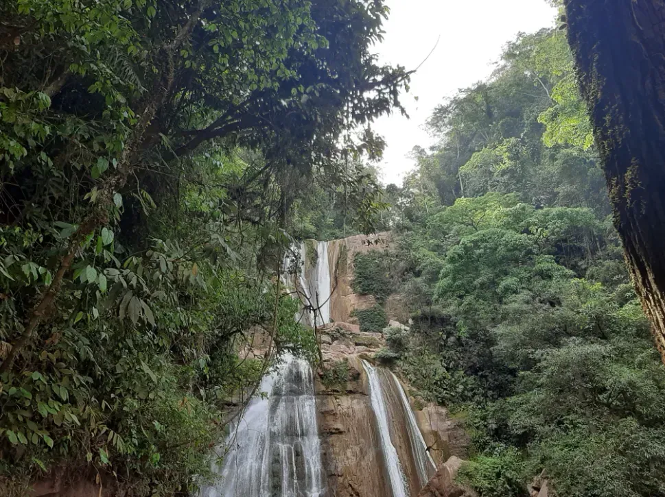Une cascade au milieu d'une forêt entourée d'arbres.