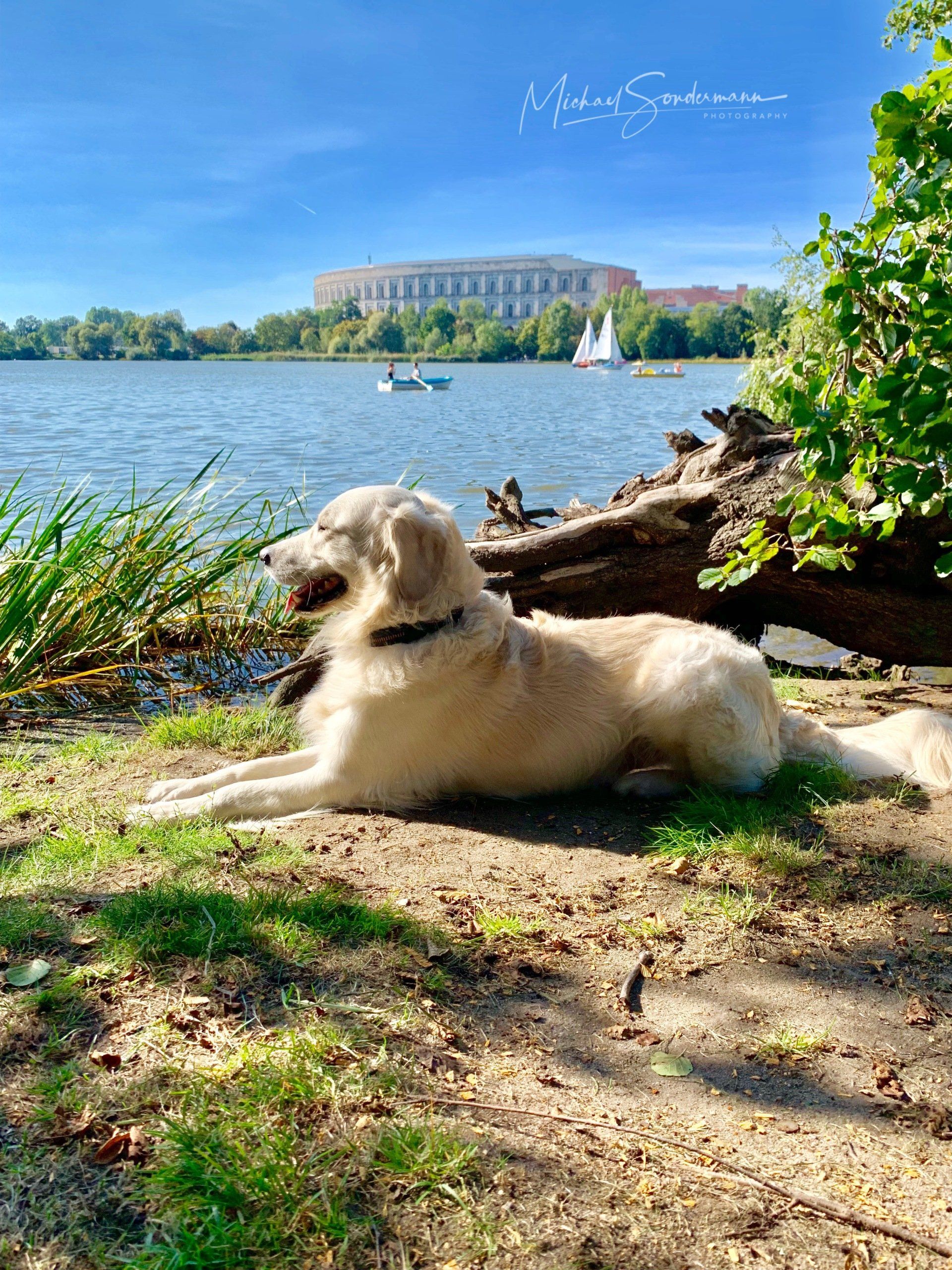 Ein Golden Retriever liegt in der Sonne vorm Dutzendteich in Nürnberg.