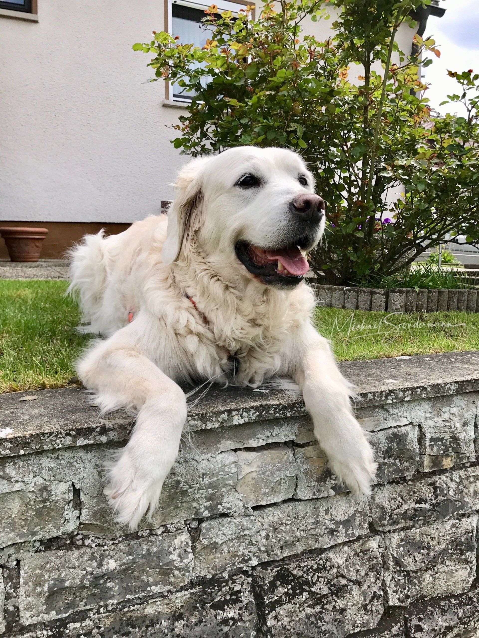 Ein Golden Retriever liegt im Garten und entspannt sich auf den Steinen.
