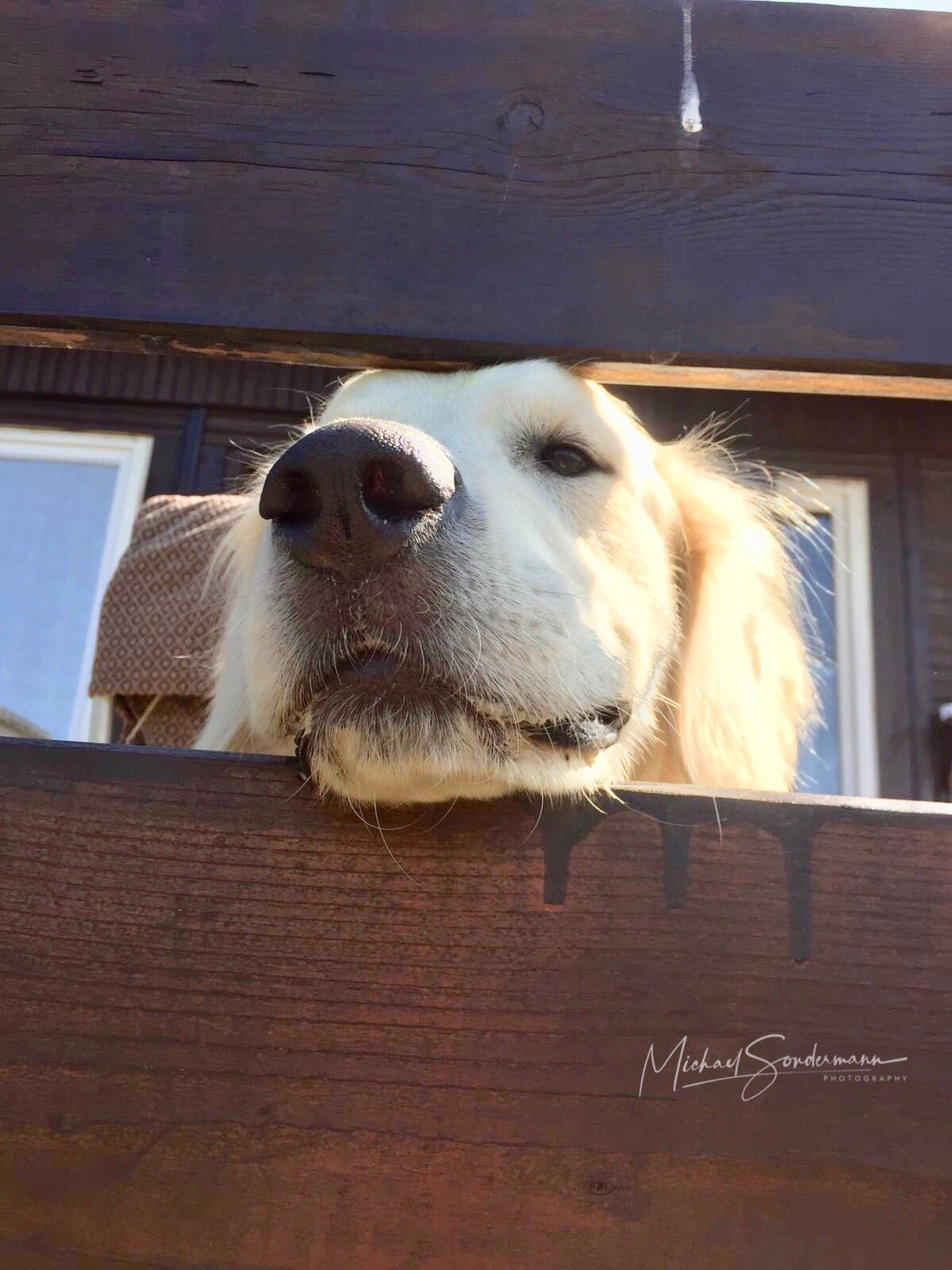 Ein Golden Retriever guckt ganz neugierig durch den Gartenzaun.