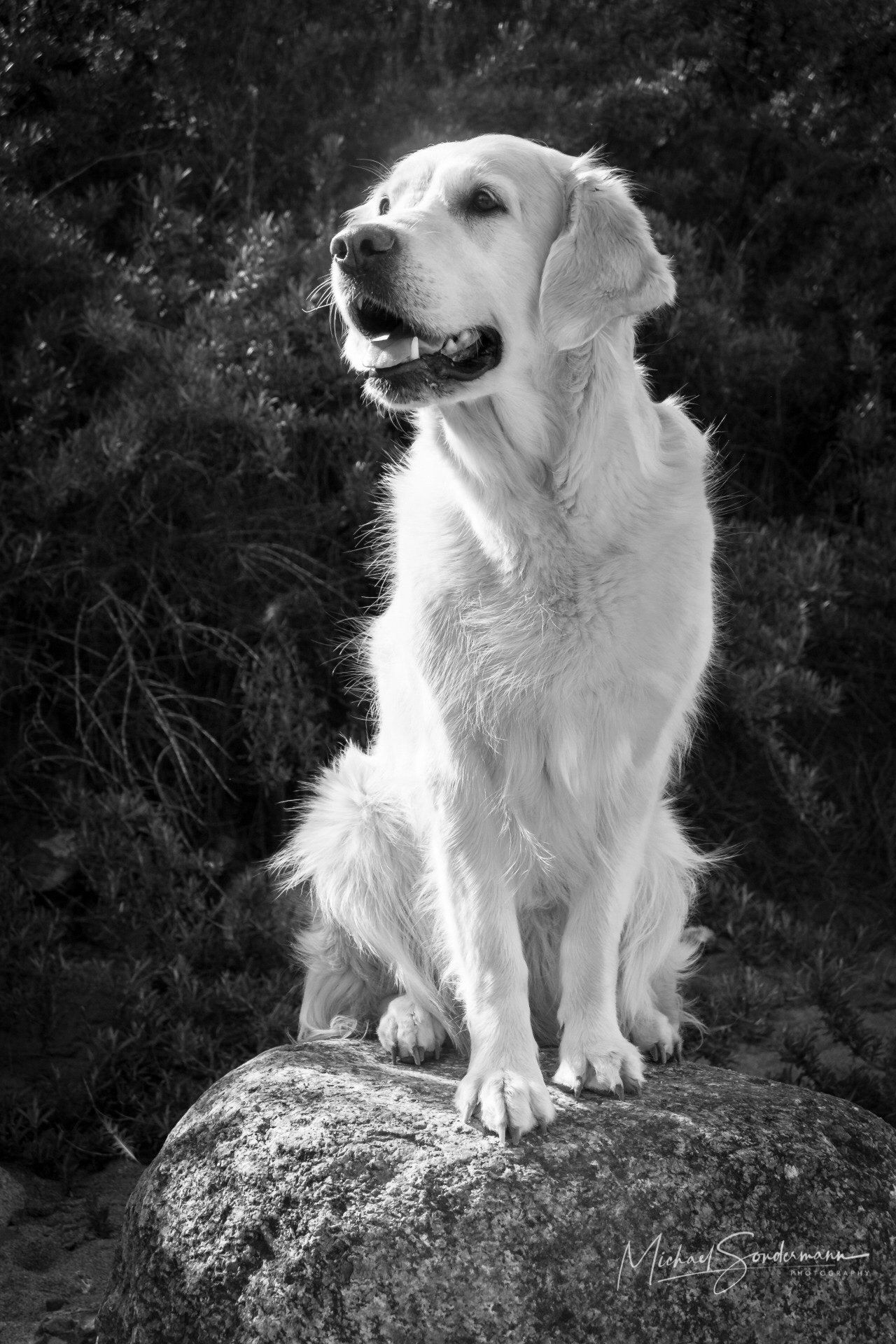 Ein süßer Golden Retriever steht in der Natur in einer schwarz weiss Optik.