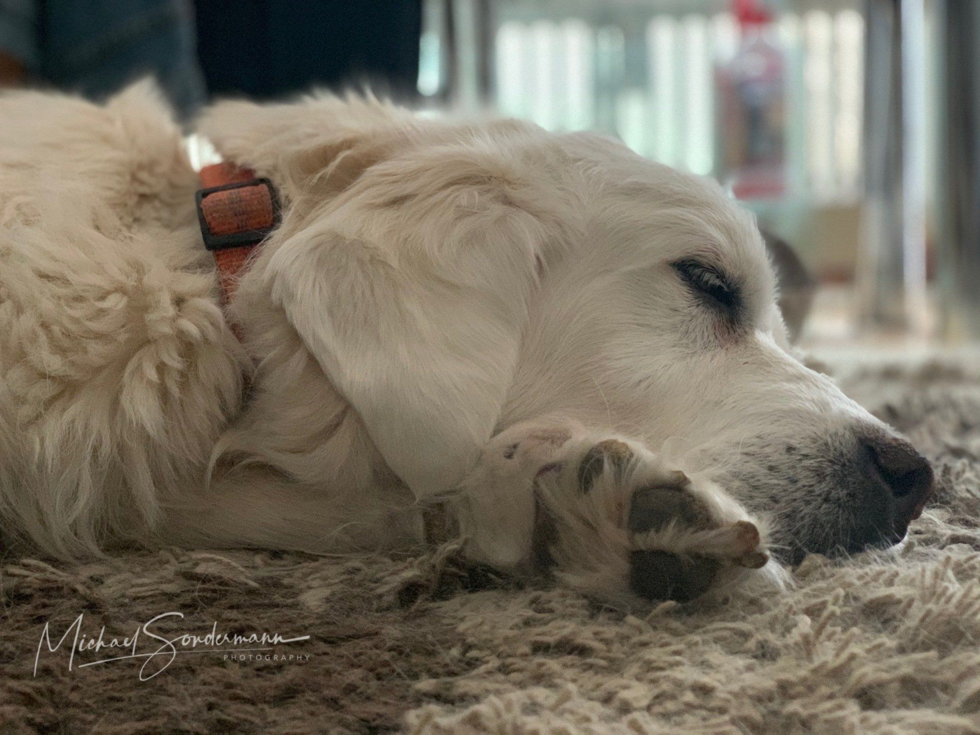 Ein Blick auf die Unterseite der Pfote eines schlafenden Golden Retriever.