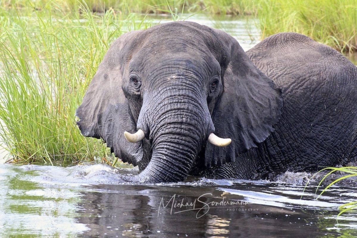 Ein schöner Elefant steht in einen Fluß in Afrika und badet sich.