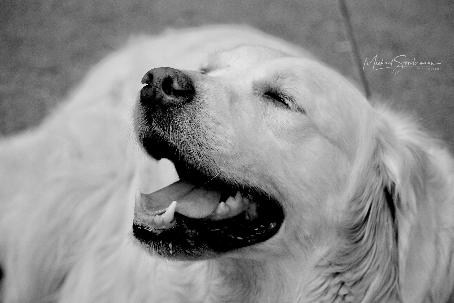Ein Golden Retriever der in die Kamera grinst in schwarz weiss Optik.