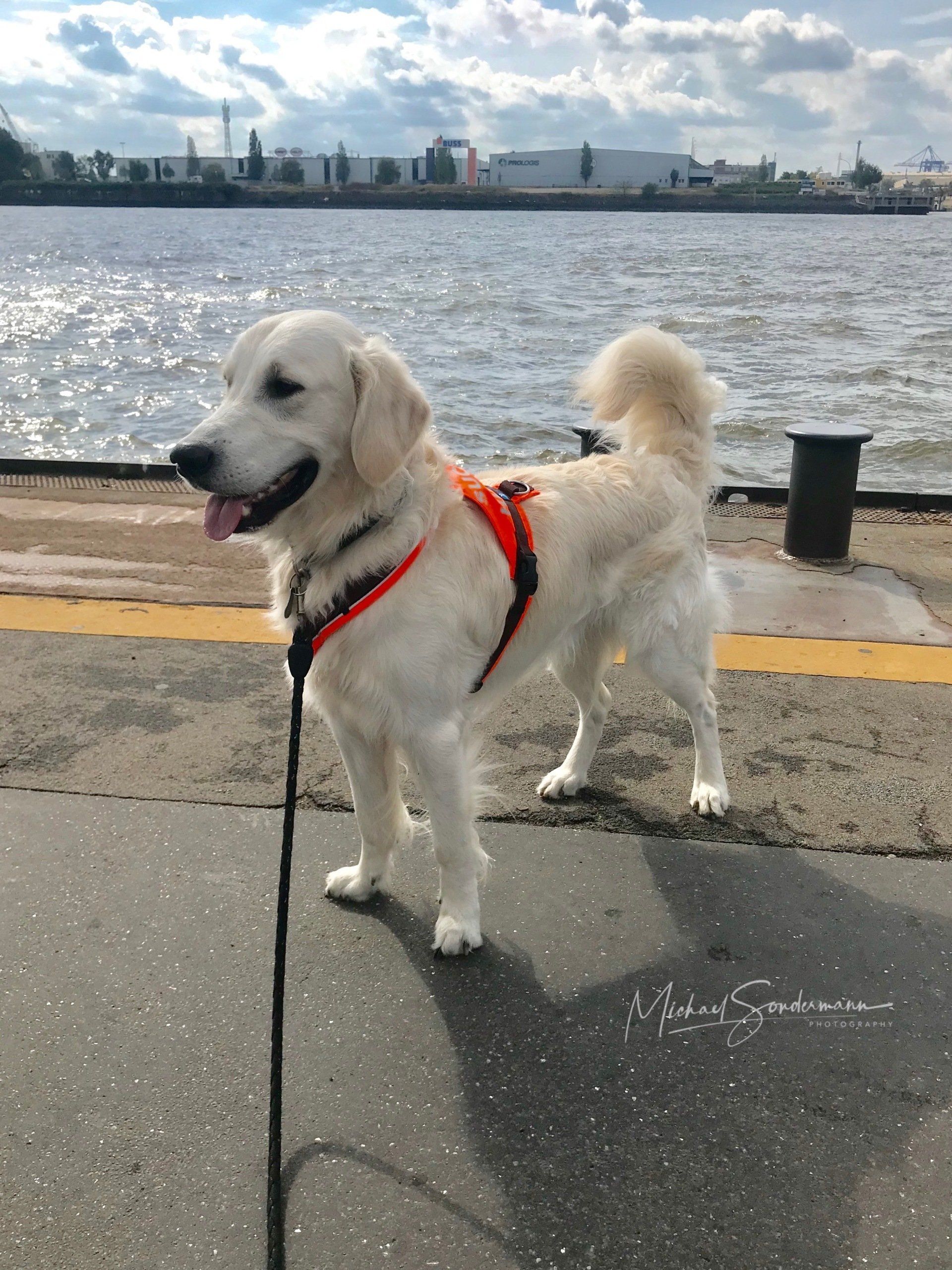 Ein schöner Golden Retriever vor der Elbe in Hamburg.