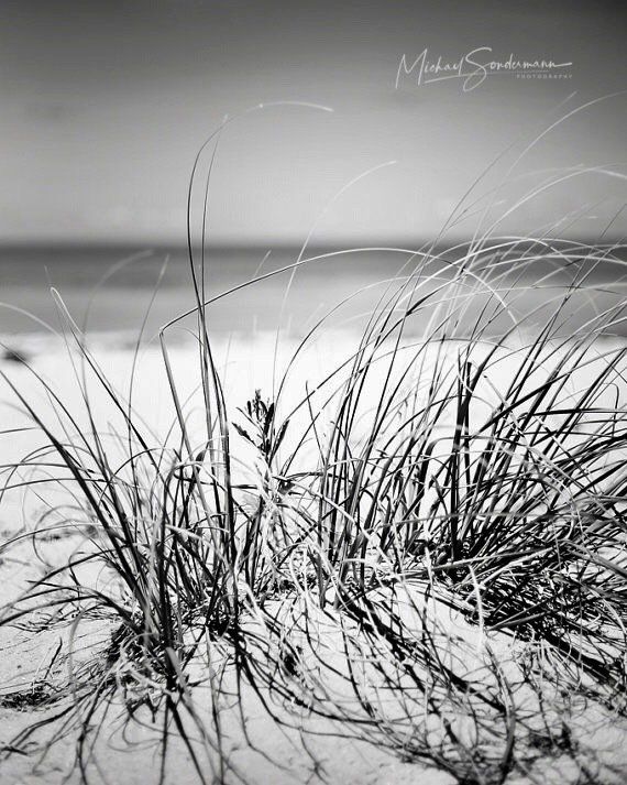 Ein Blick auf Gräser von einer Sanddüne an der Nordsee in schwarz weiss Optik.
