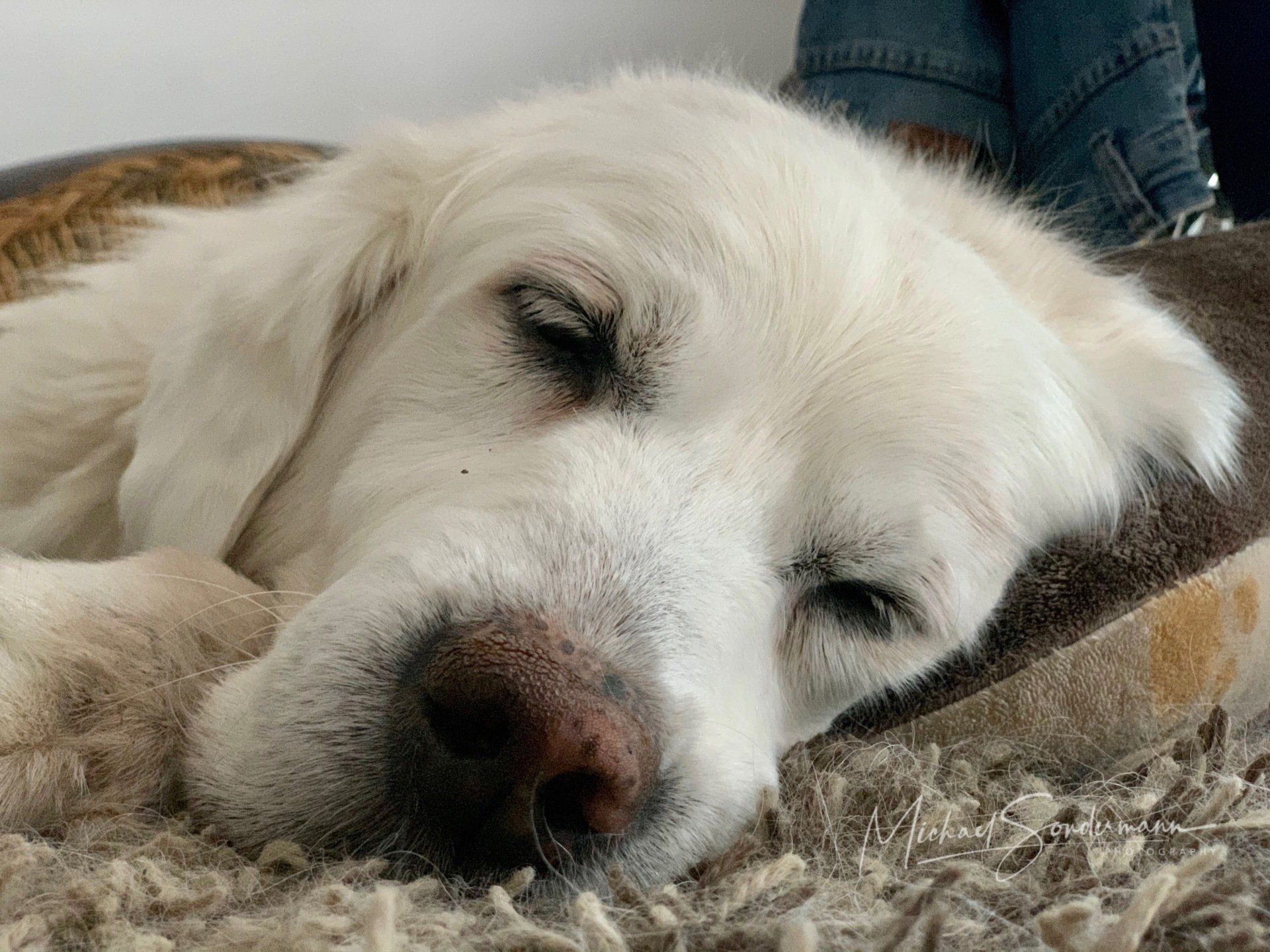 Eine Nahaufnahme eines süß schlafenden Golden Retriever.