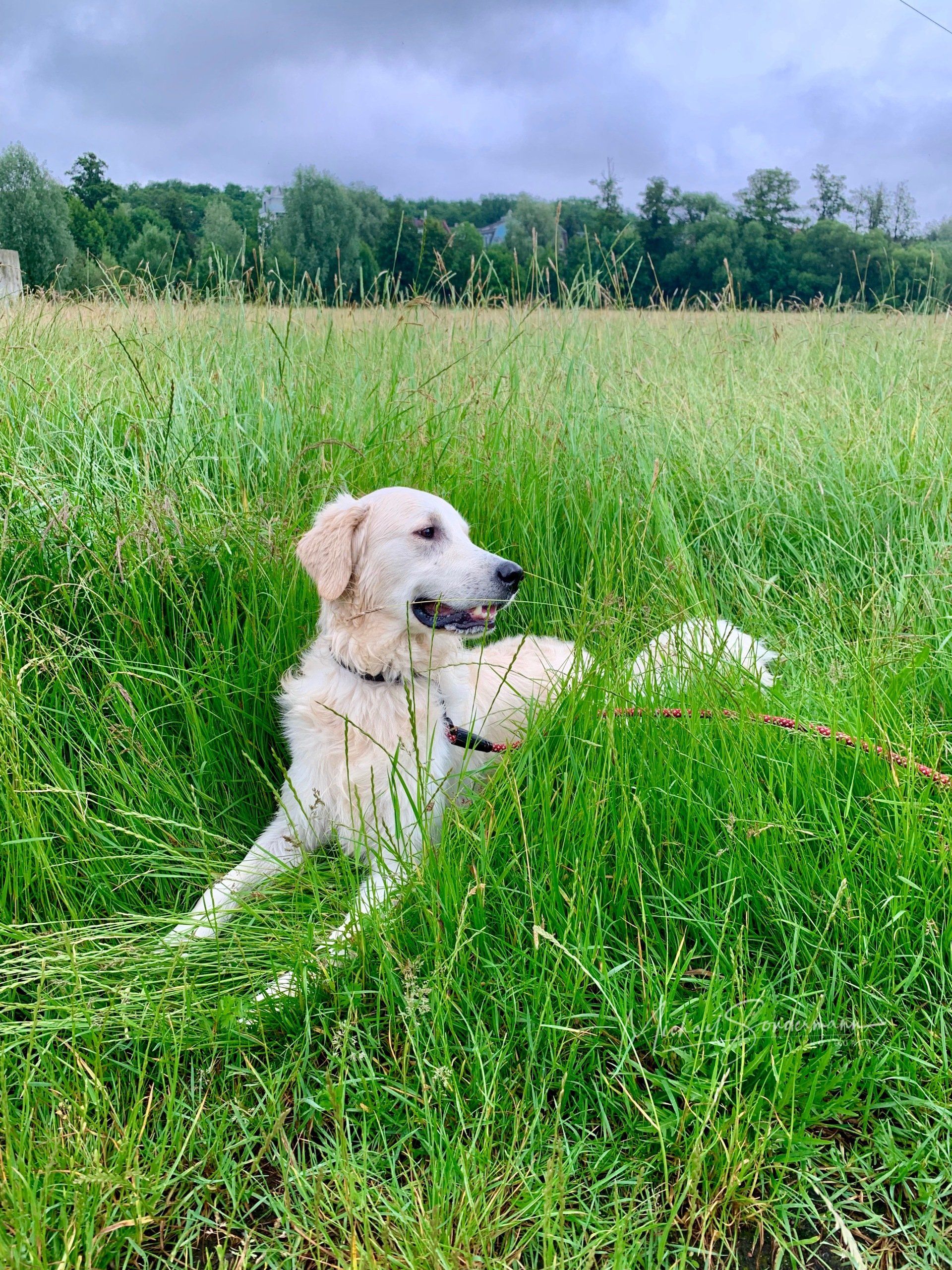 Ein süßer Golden Retriever liegt im hohen grünen Gras.