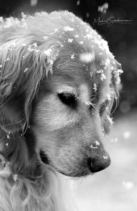 Ein Kopf eines Golden Retriever beim Schneefall in schwarz weiss Optik