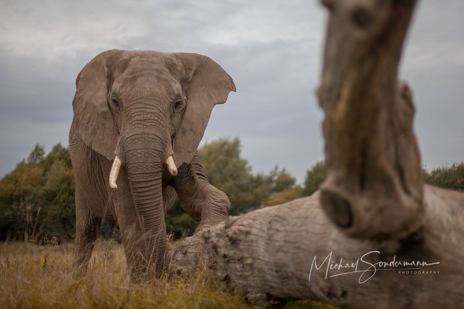 Ein schöner Elefanten Bulle in der Steppe in Afrika.