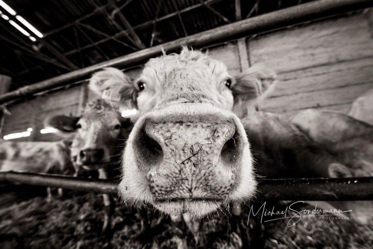 Eine Nahaufnahme in schwarz weiss Optik von einer Kuh im Stall.
