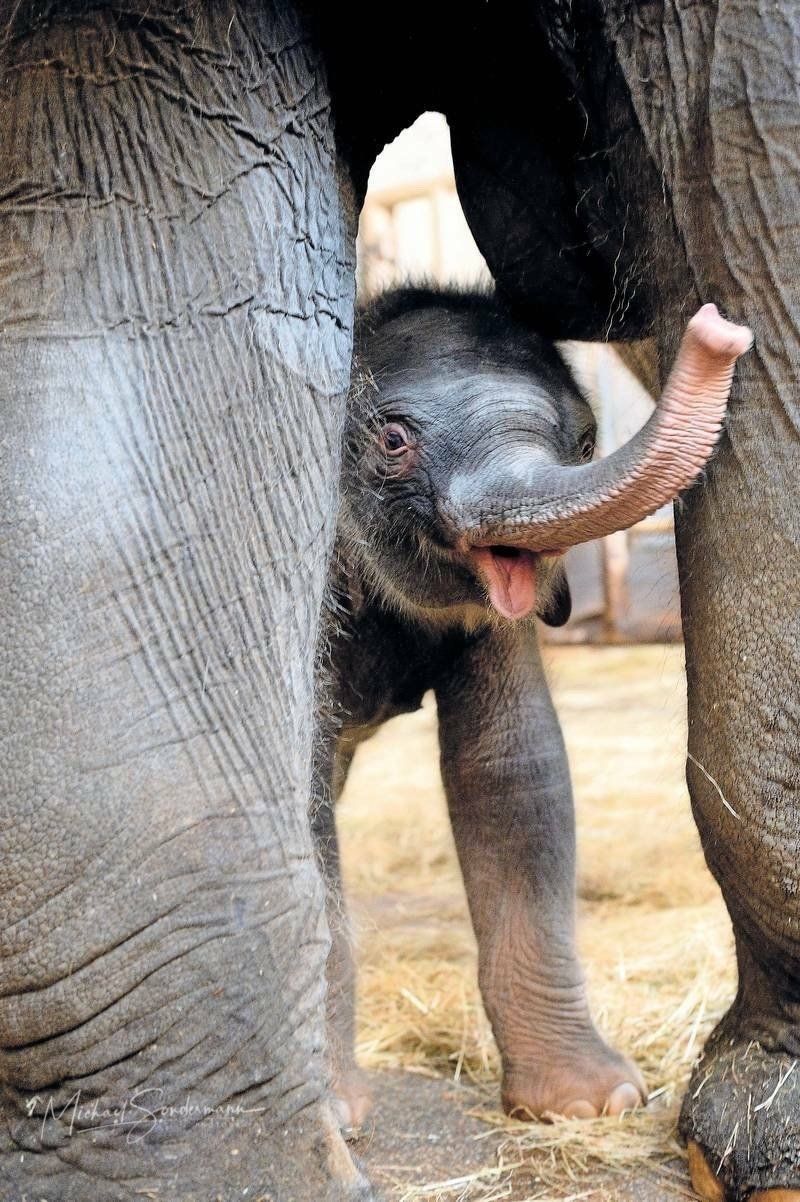 Ein süßer kleiner Baby Elefant aus dem Münchner Tiergarten.
