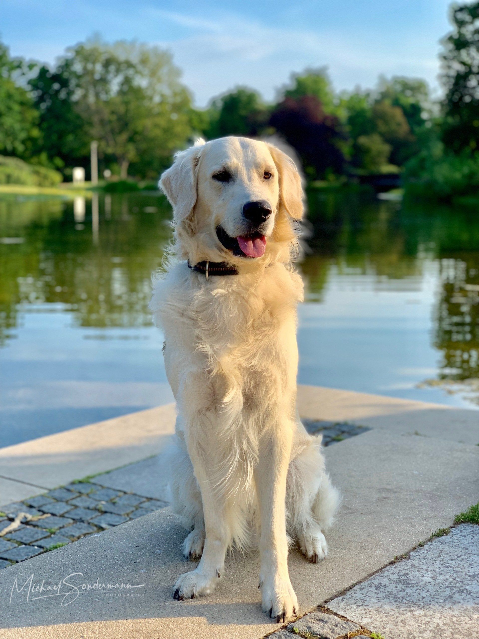 Ein Golden Retriever steht vorm See im Stadtpark in Nürnberg.