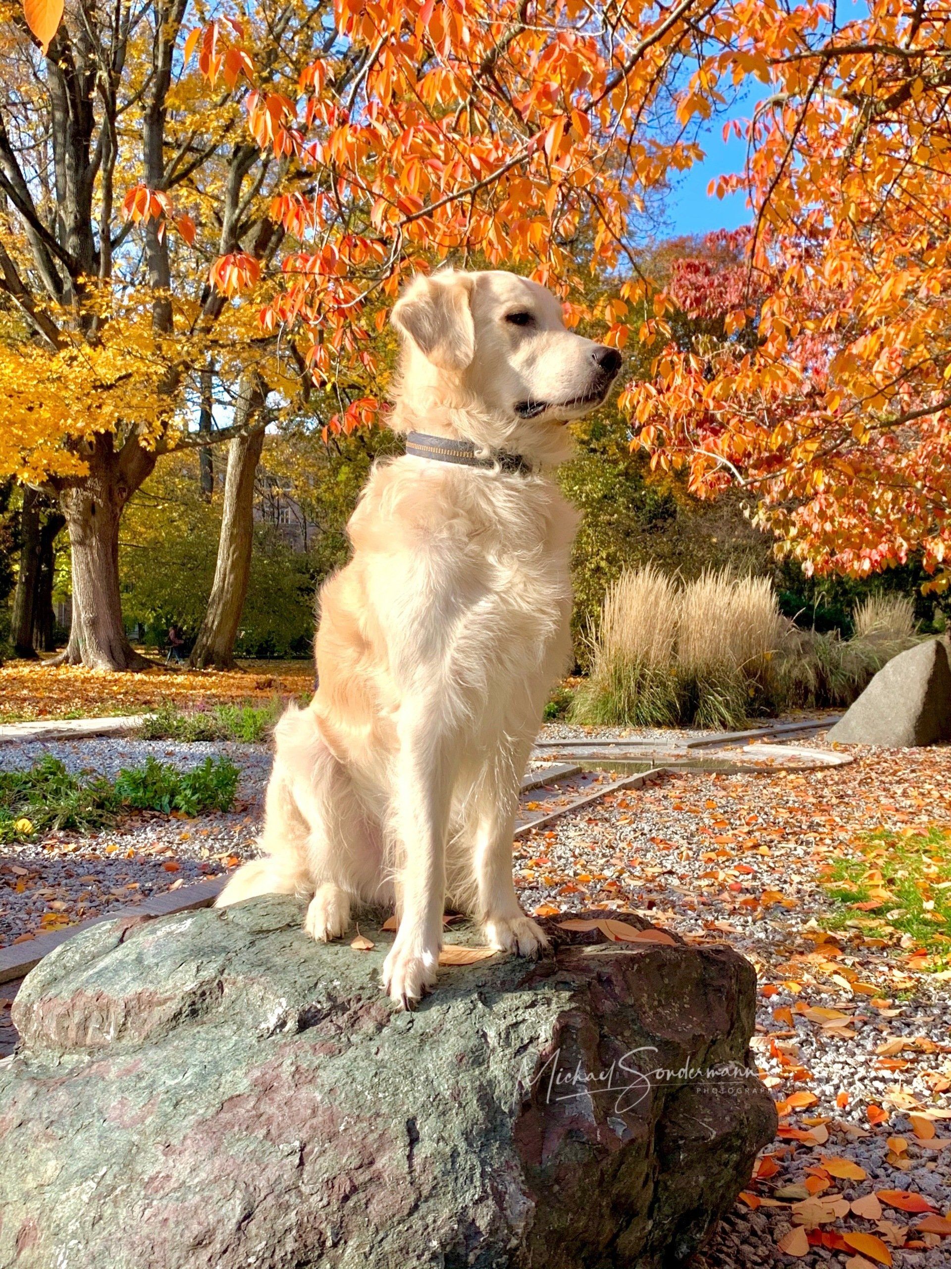 Ein stattlicher Golden Retriever steht im Park und schaut sich um. Im Hintergrund sieht man die Bäume in Herbstfarben.