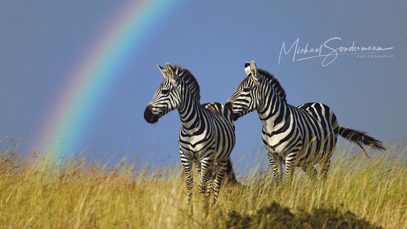 2 Zebras stehen in der Steppe von Afrika. Im Hintergrund sieht man einen schönen Regenbogen.