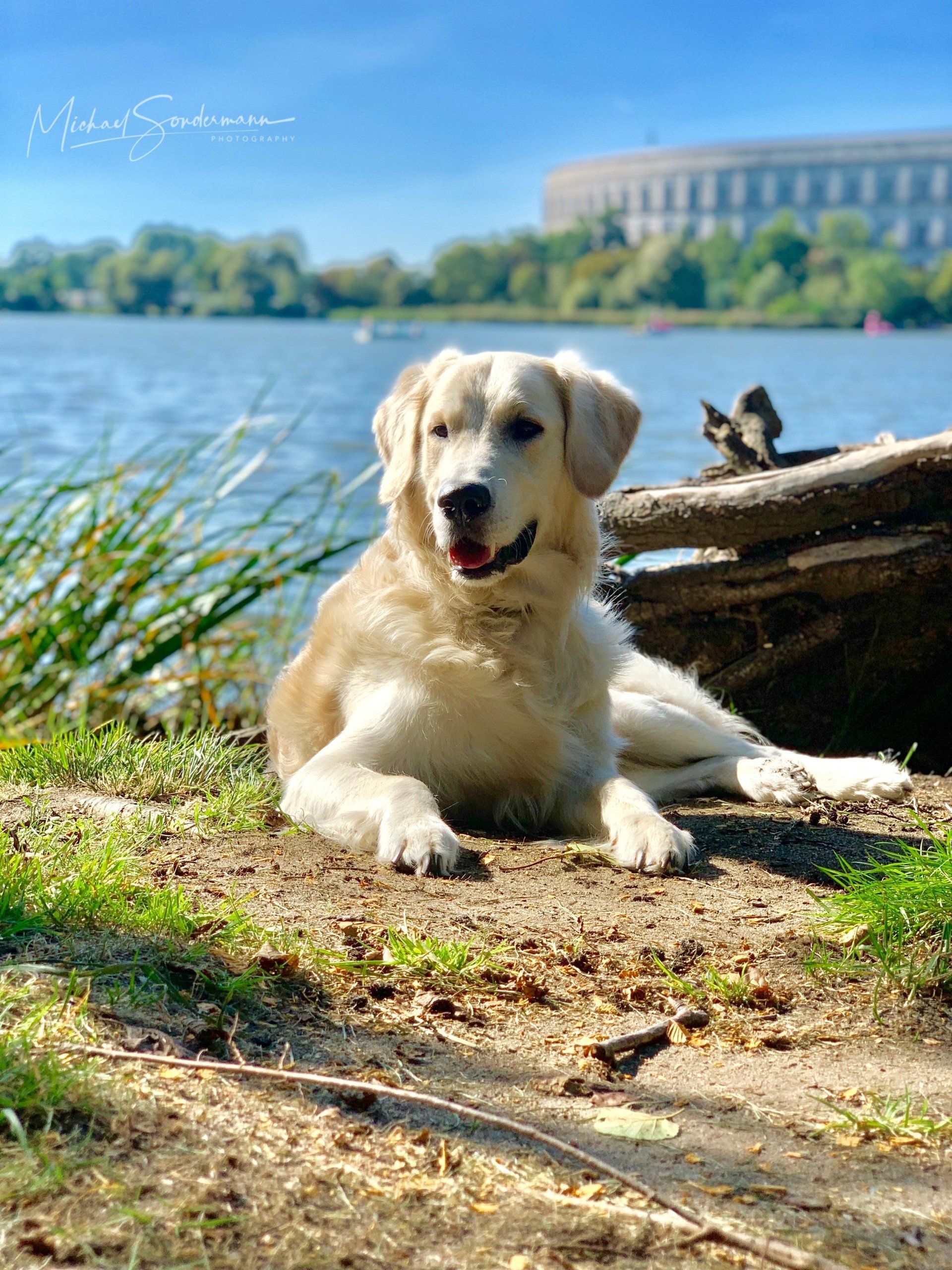 Ein süßer Golden Retriever liegt vor dem Dutzendteich in Nürnberg, Bayern.