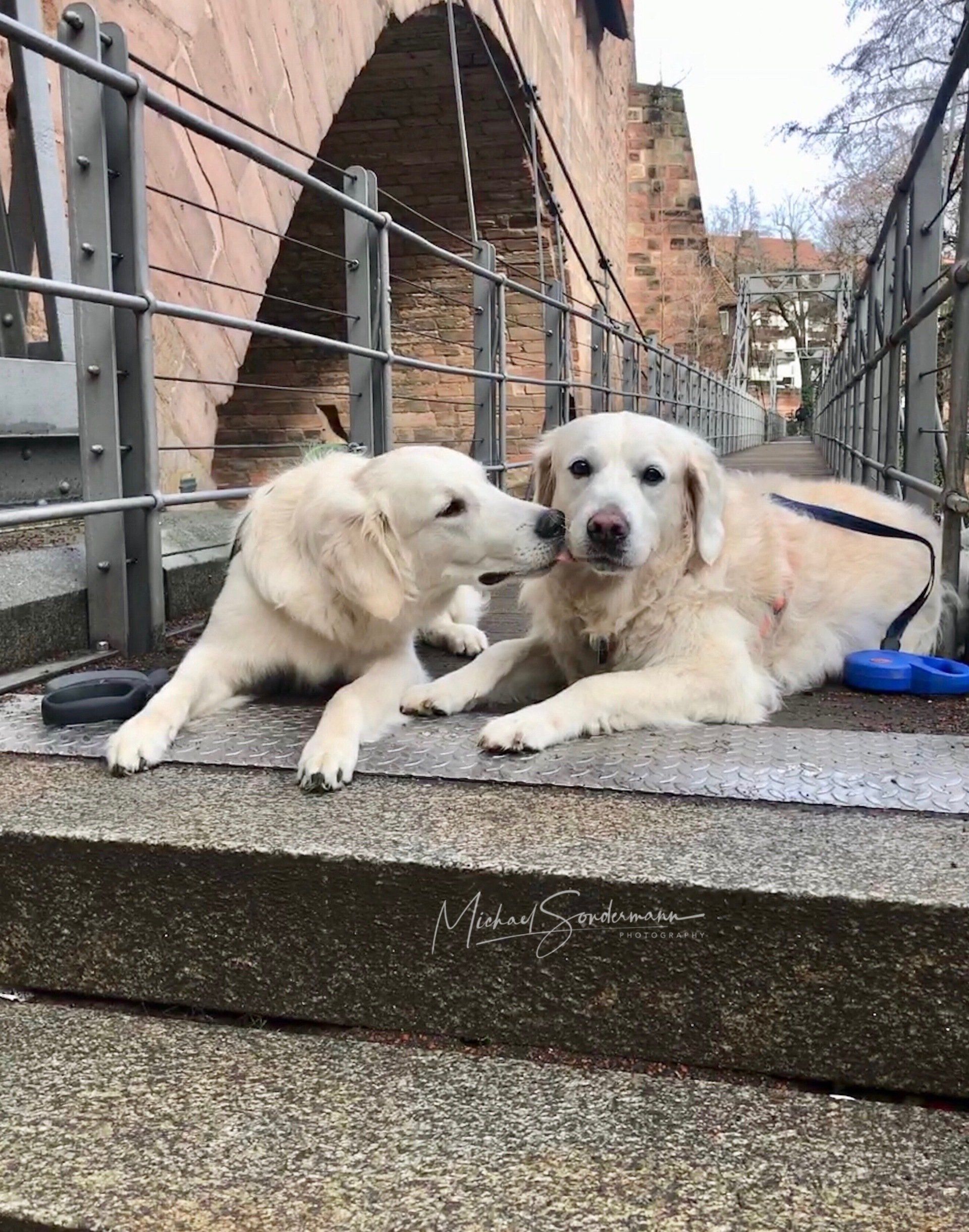 2 süße Golden Retriever küssen sich auf einer Brücke in Nürnberg.