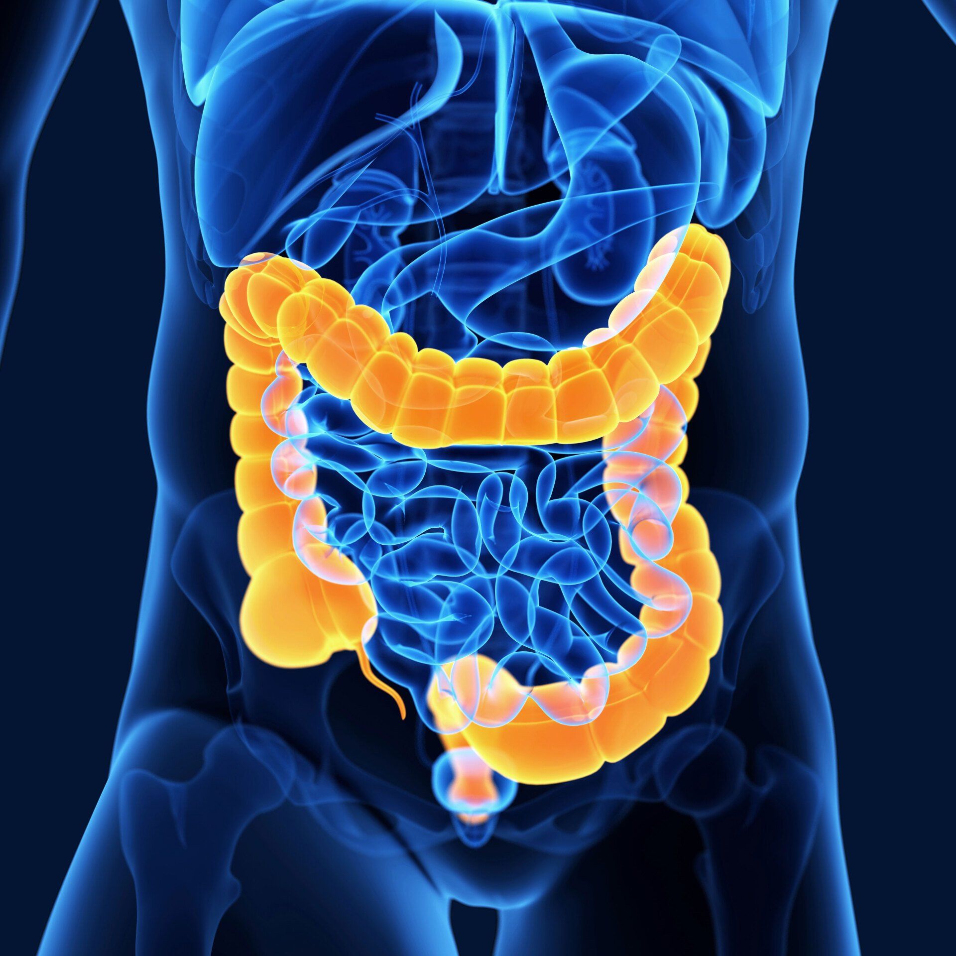 Una radiografia dello stomaco e dell'intestino crasso di una persona