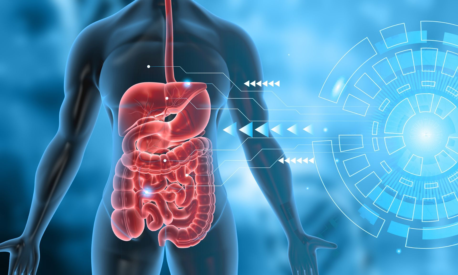 Un'immagine generata al computer dello stomaco e dell'esofago di un uomo.